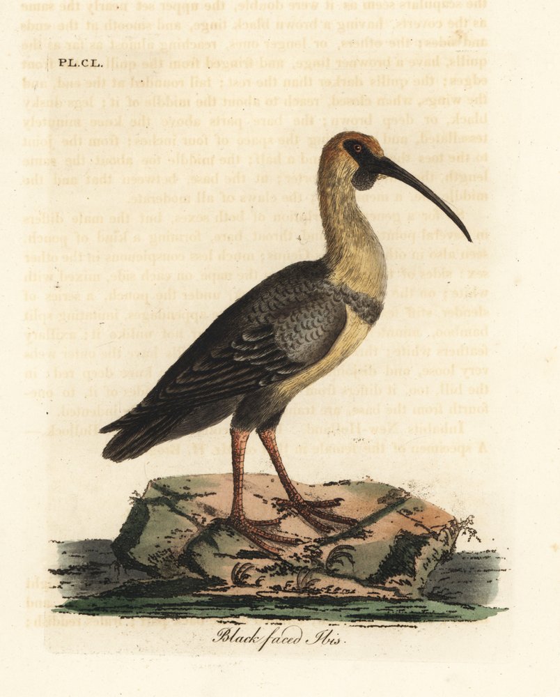 Black-faced ibis, Theristicus melanopis (Tantalus melanops). Handfärgad kopparplåt ritad och graverad av John Latham från hans egen A General History of Birds, Winchester av John Latham
