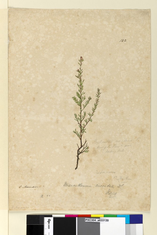 Sida 142. Phyllanthus rivularis, c.1803-06 (wc, penna, bläck och penna) av John William Lewin