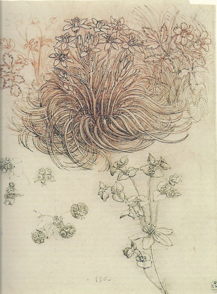 Ornithogalum (Betlehemsstjärna) av Leonardo da Vinci