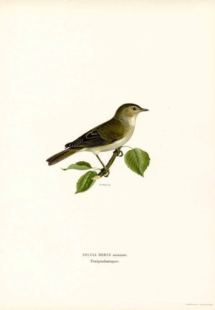 Trädgårdssångare (färg litho) av Magnus Ferdinand and Wilhelm von Wright