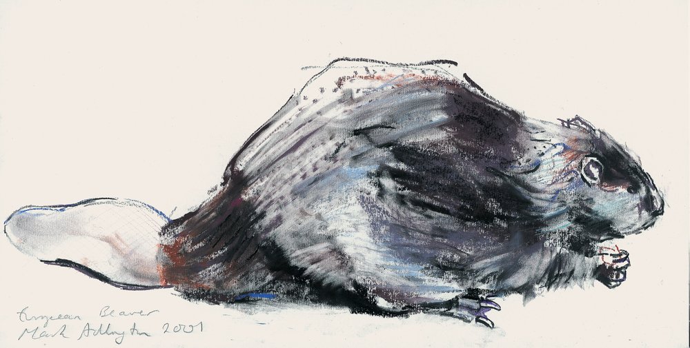 European Beaver (studie) 2001 (charcoal und conte på papper) av Mark Adlington
