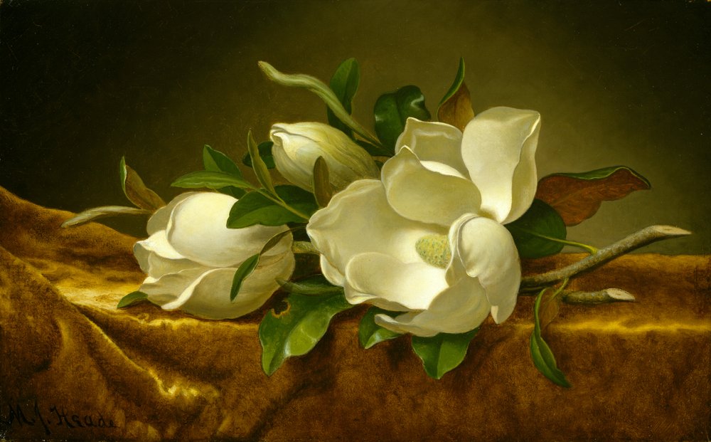 Magnolior på gyllene sammetstyg, ca 1888-90 av Martin Johnson Heade