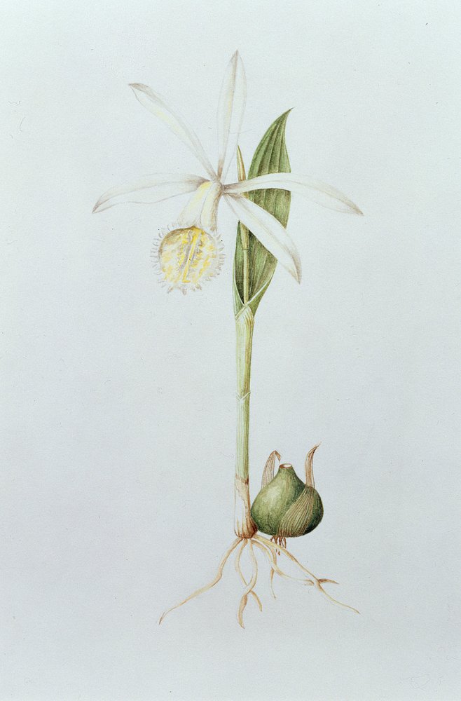 Pleione Formosana Alba (wc på papper) av Mary Kenyon-Slaney