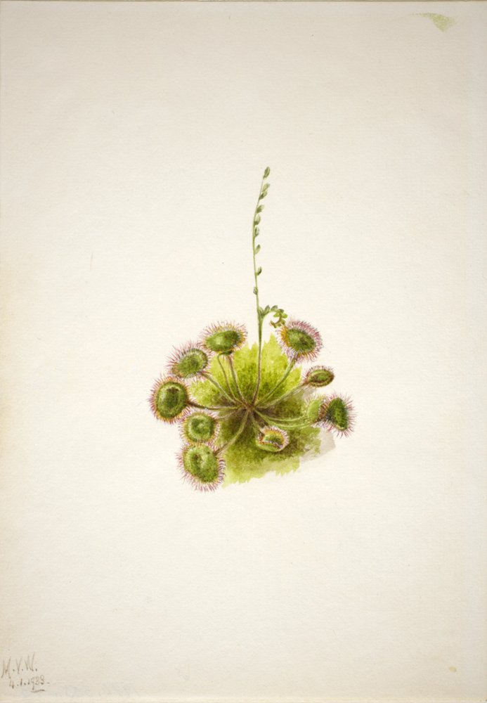 Rundbladig solvända (Drosera rotundifolia) av Mary Vaux Walcott