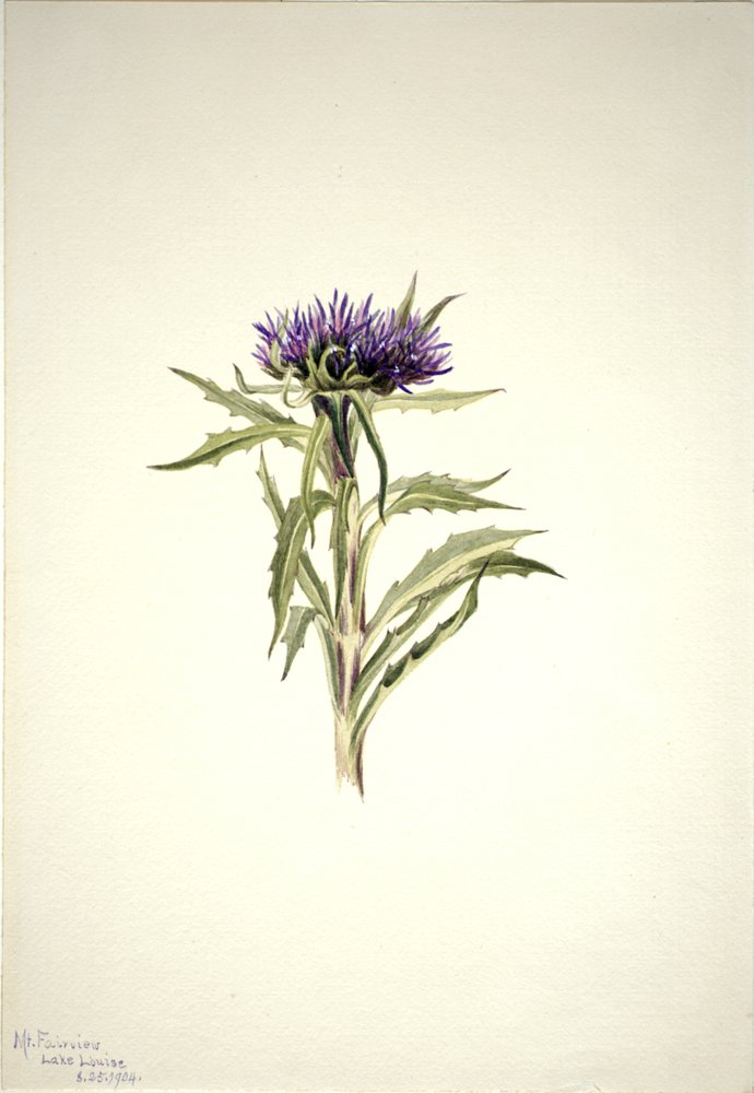 Untitled--Plant Study, 1904. av Mary Vaux Walcott