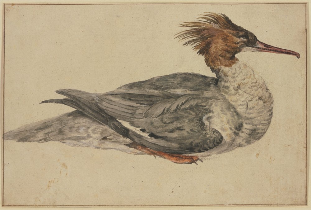 Liggande anka med brun tofs, röd näbb och röda fötter av Melchior de Hondecoeter