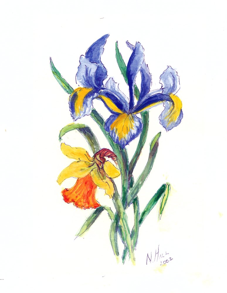 Blue Iris and Daffodil, 2002 (wc på papper) av Nell Hill