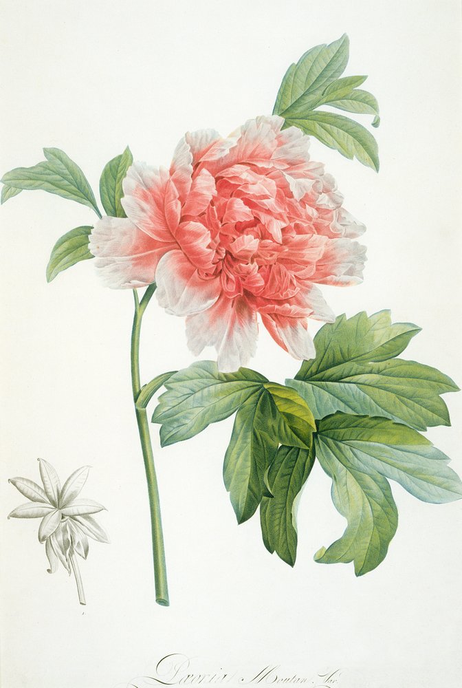 Pion, 1799 (färgtryck) av Pierre-Joseph Redouté
