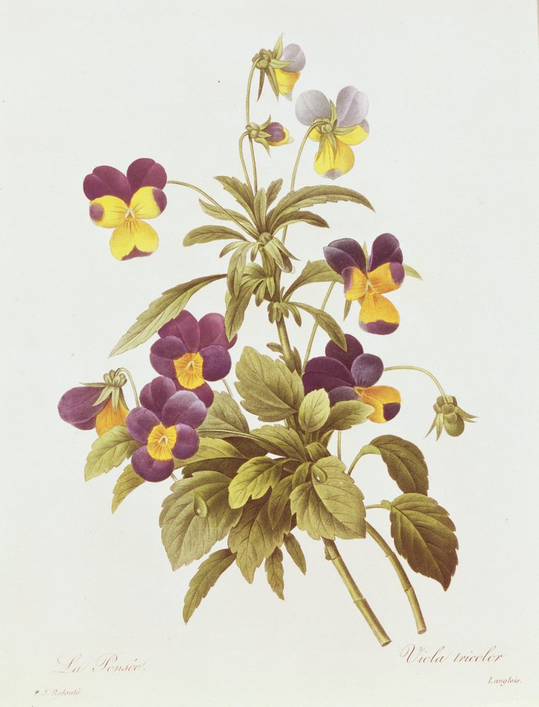 Viola Tricolor (farvegravering) swed av Pierre-Joseph Redouté