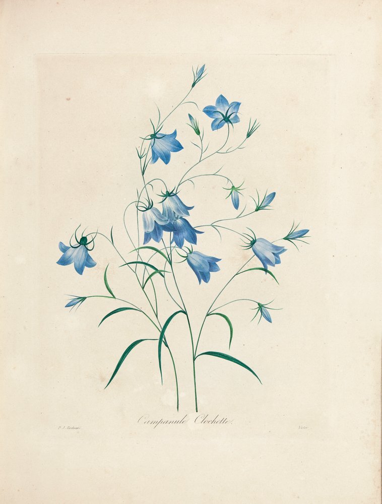 Blåklockor, från "Val av de vackraste blommorna och de vackraste frukterna", 1827-33 av Pierre-Joseph Redouté