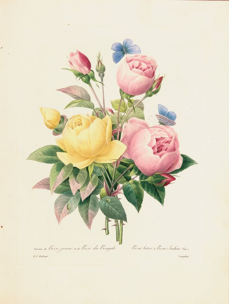 Variation av gula rosor och bengaliska rosor, graverad av Langlois, från "Choix des Plus Belles Fleurs et des Plus Beaux Fruits", Vol. I, 1827-33. av Pierre-Joseph Redouté
