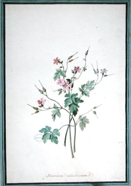 Geranium Robertianum (akvarell) av Pierre-Joseph Redouté
