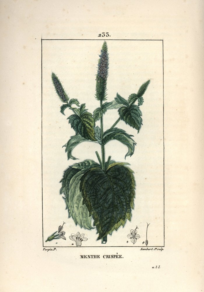 Mintcrispee, frizzy eller ihålig - Curled mint, Mentha crispa. Handkolorerad kopparstick av Lambert Junior från en teckning av Pierre Jean-Francois Turpin från Chaumeton, Poiret och Chamberets "" La Flore Medicale,"" Paris, Panckoucke av Pierre Jean Francois Turpin