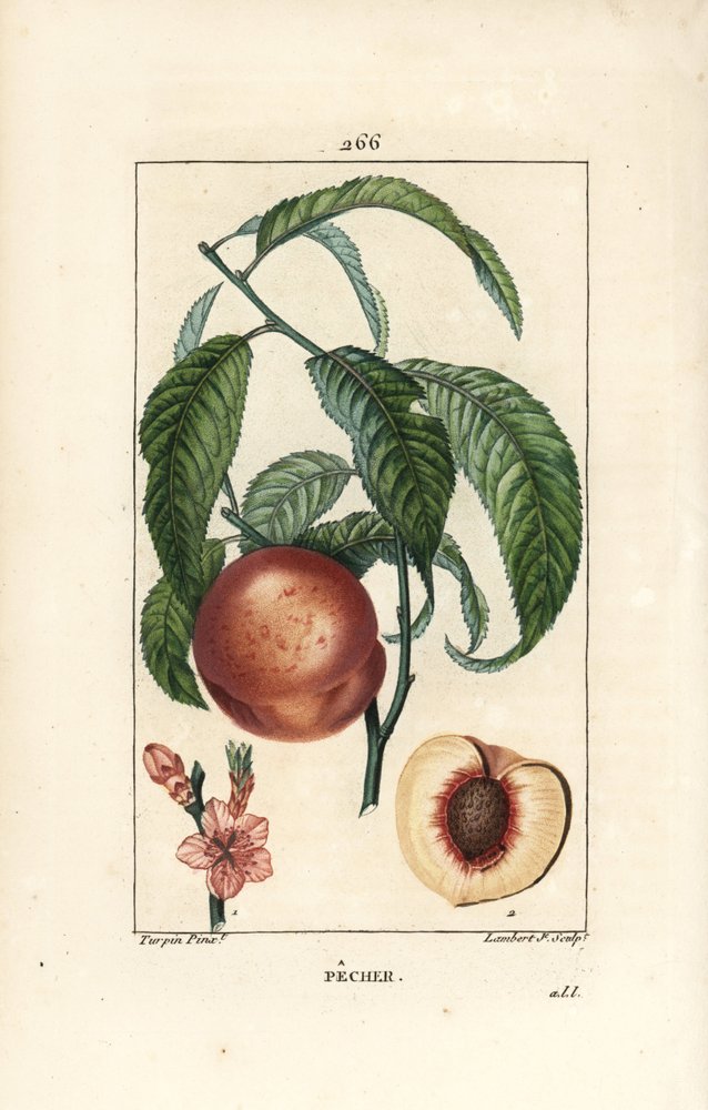 Pecher - Persikaträd, Amygdalus persica, med blomma, blad, stjälk, mogen frukt och frukt i sektion med frö. Handkolorerad kopparstick av Lambert Junior efter en teckning av Pierre Jean-Francois Turpin från Chaumeton, Poiret och Chamberet
