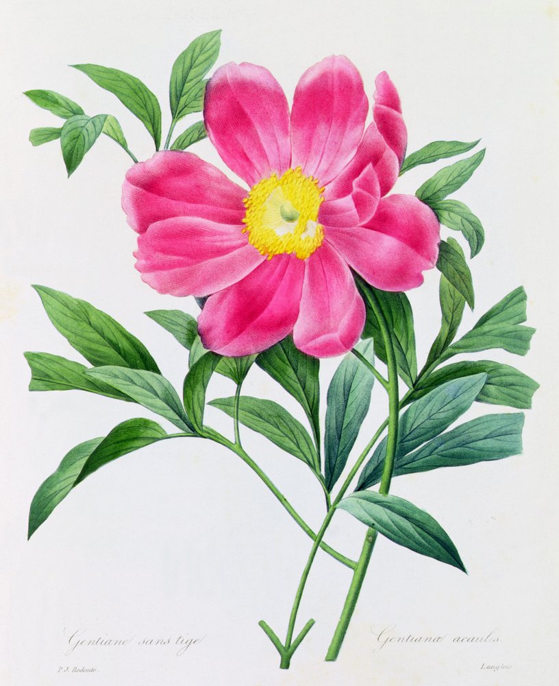 Stamlös Gentian (färgad gravyr) av Pierre-Joseph Redouté