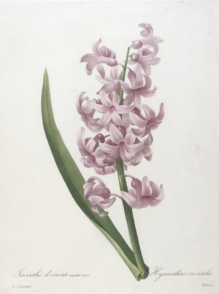 Orientalisk hyacint, rosa variant, Hyacinthus orientalis, ur Urval av de vackraste blommorna och de vackraste frukterna, 1827 av Pierre-Joseph Redouté