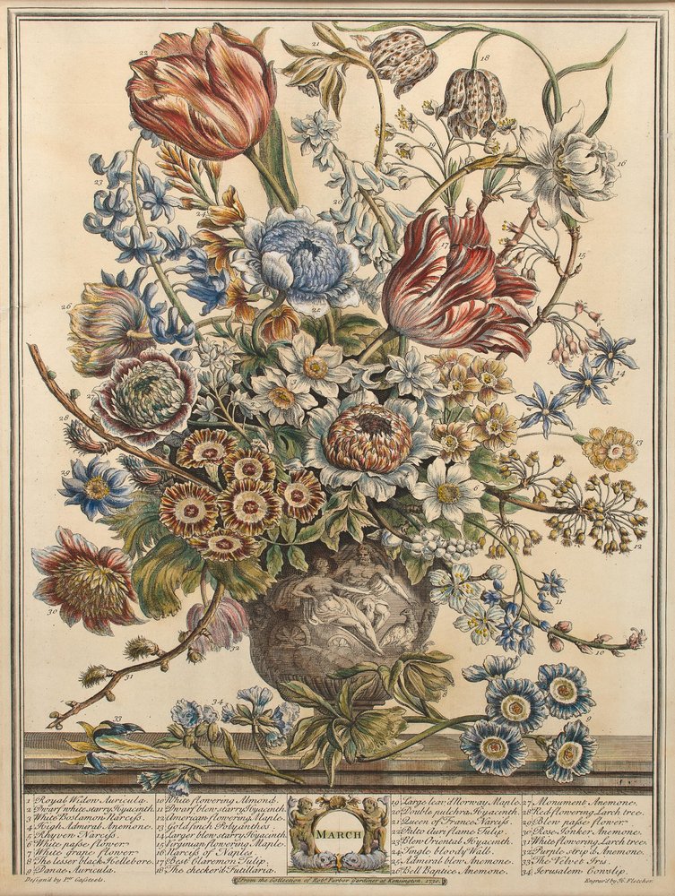 Mars, från "Twelve Months of Flowers" av Robert Furber (ca 1674-1756) graverad av Henry Fletcher (färgstick) av Pieter Casteels