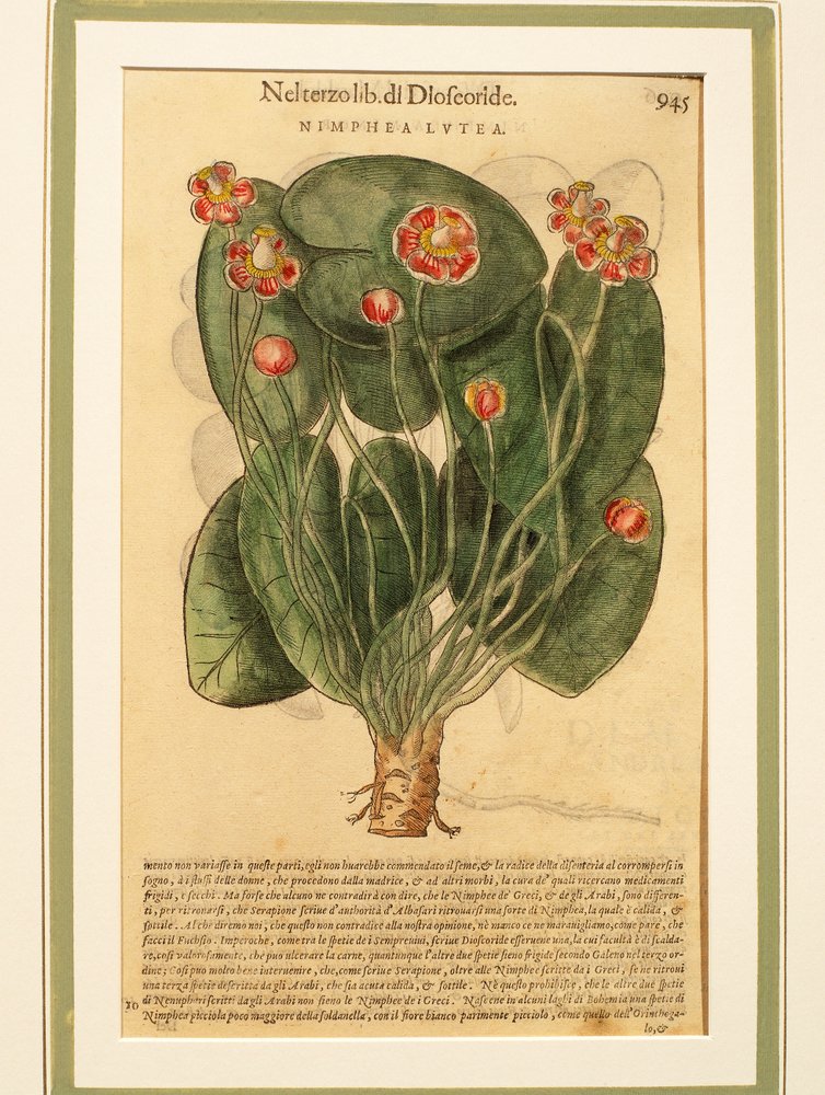Gul näckros (Nymphaea lutea), färgad gravyr av Pietro Andrea Mattioli