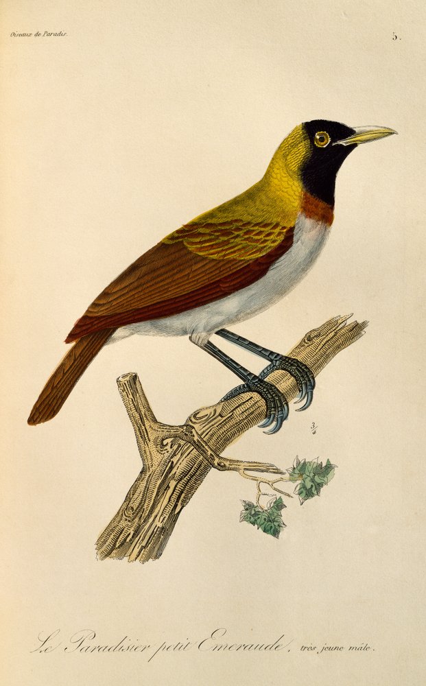 Ung hane från Lesser Bird-of-Paradise (Paradisaea minor), gravyr från Natural History of Birds of Paradise och Epimagues av René-Primevère Lesson
