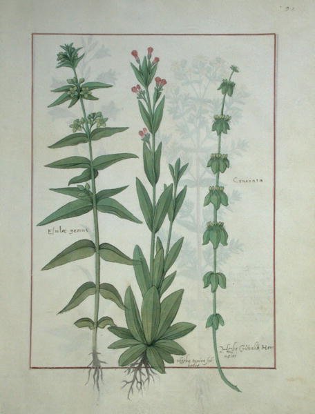 Fr. Fv VI #1 fol.116 Elusae Gennus, kummin timjan och korsört, illustration från The Book of Simple Medicines av Mattheaus Platearius (d.c.1161) c.1470 av Robinet Testard