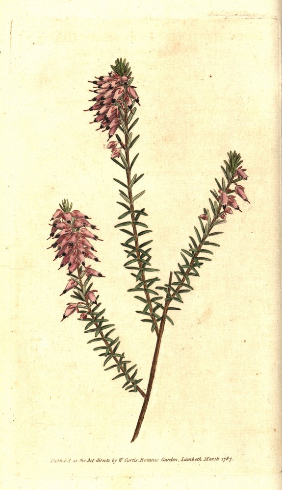 Bruyere carnee, Bruyere färg av kött, Bruyere of the snow eller Bruyere of the Alps - Örtartad hed, Erica herbacea. Handkolorerad kopparstick efter en botanisk illustration av Sydenham Edwards från William Curtis