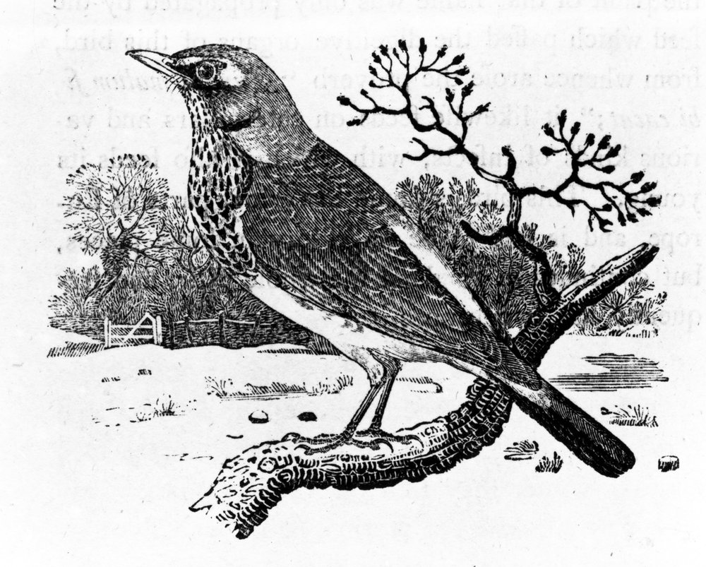 Björktrast, illustration ur "A History of British Birds" av Thomas Bewick, först publicerad 1797 av Thomas Bewick