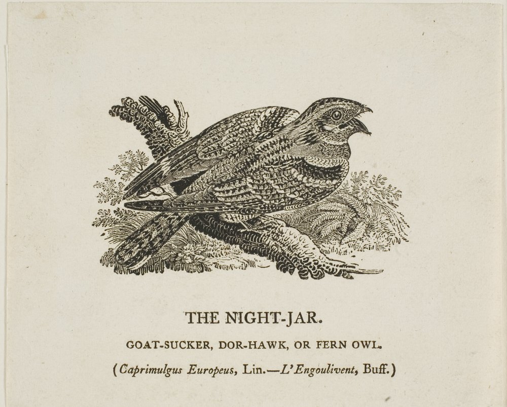 Natt-Jar av Thomas Bewick