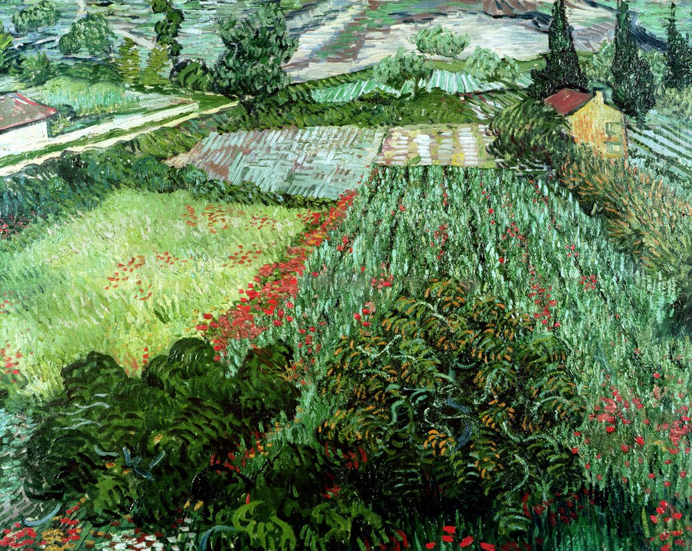 Fält med vallmo, 1889 av Vincent van Gogh