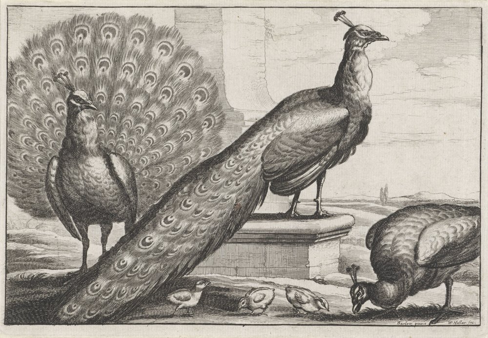 Påfåglar. Diversae avium species (serietitel) av Wenceslaus Hollar