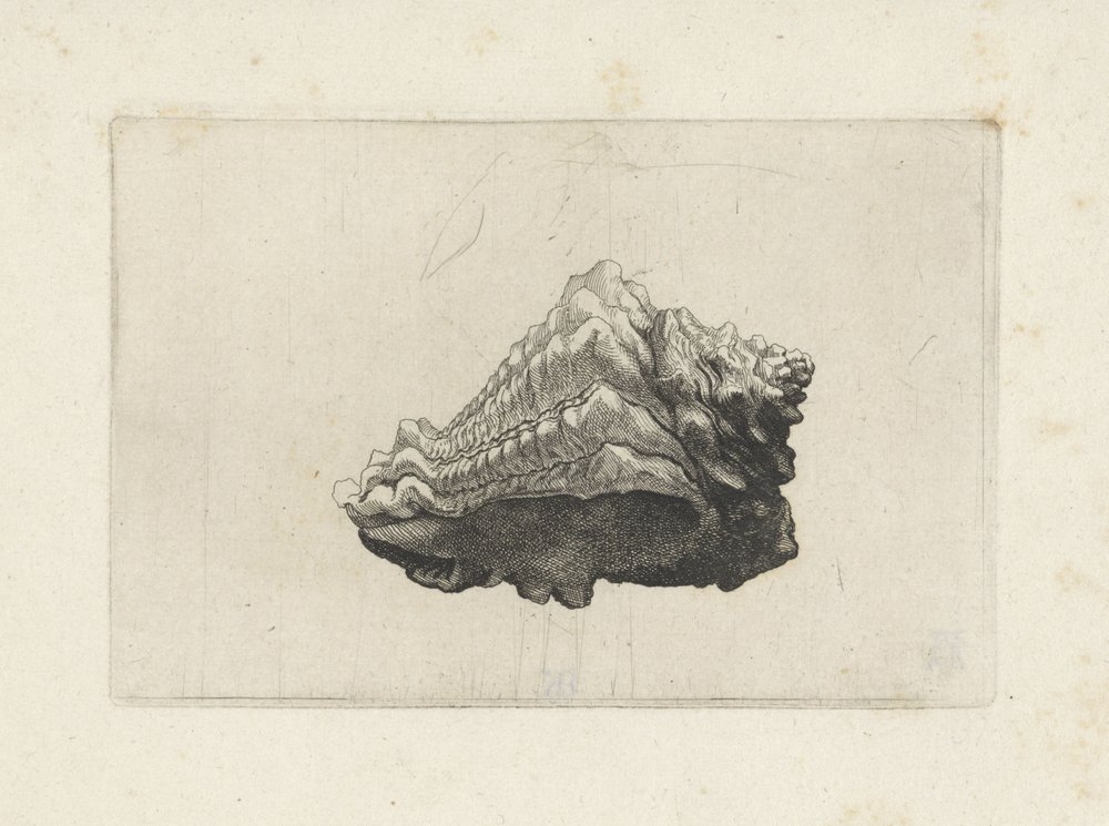 Skal, vasum muricatum född Skal (serietitel) av Wenceslaus Hollar