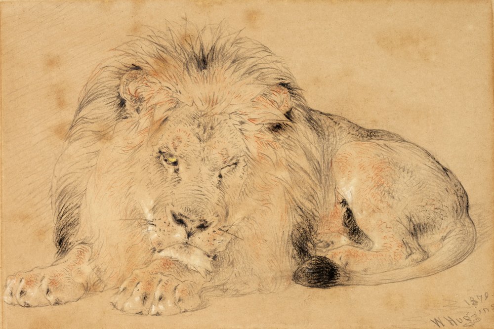 Study of a Lion, 1879 (krita på papper) av William Huggins