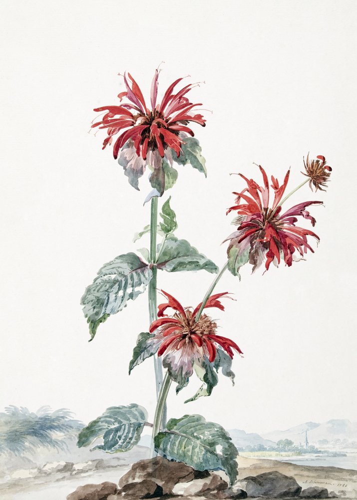 En röd bergamott i ett landskap av Aert Schouman