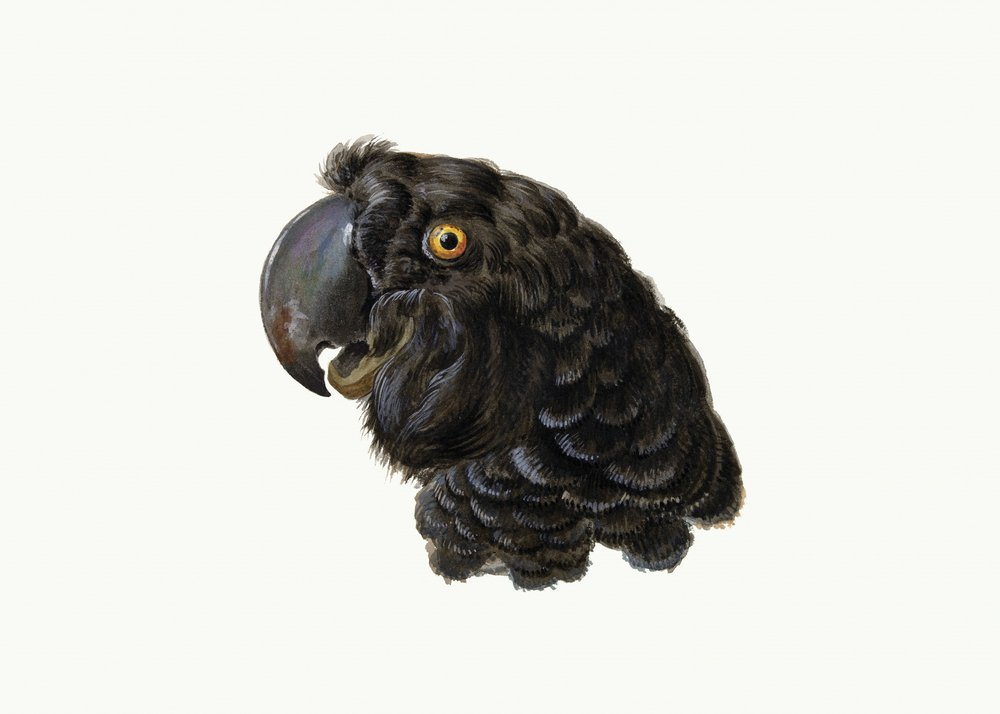 Kakadua av Aert Schouman