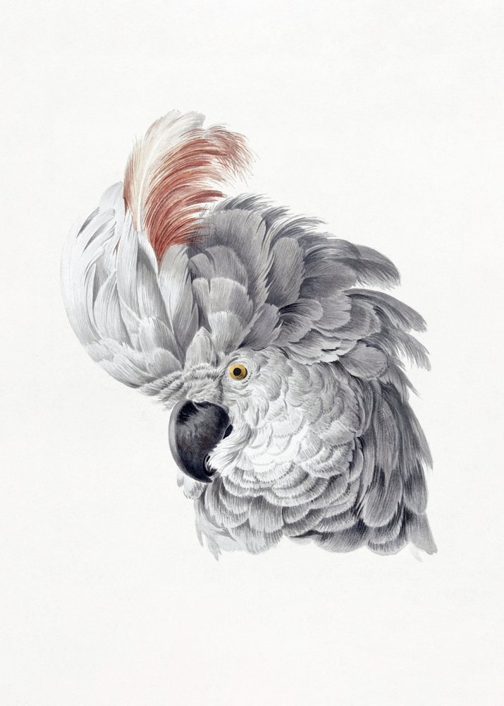 Cockatoo Head av Aert Schouman