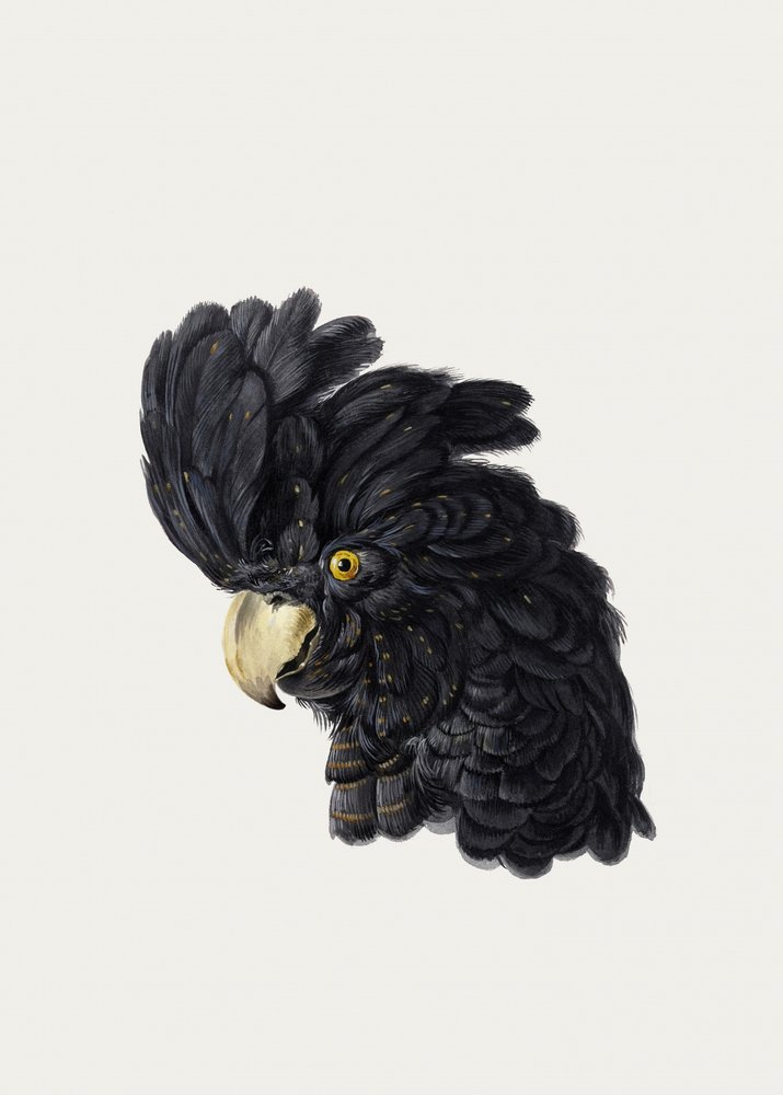 Huvudet på en kakadua av Aert Schouman