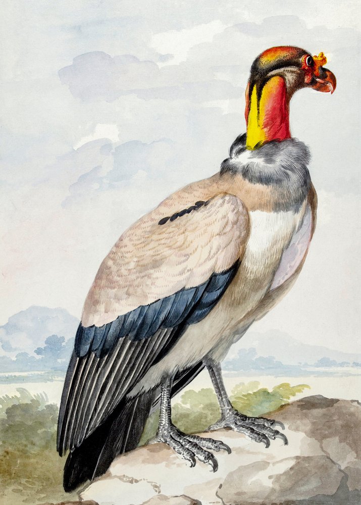 Stensnäppa av Aert Schouman