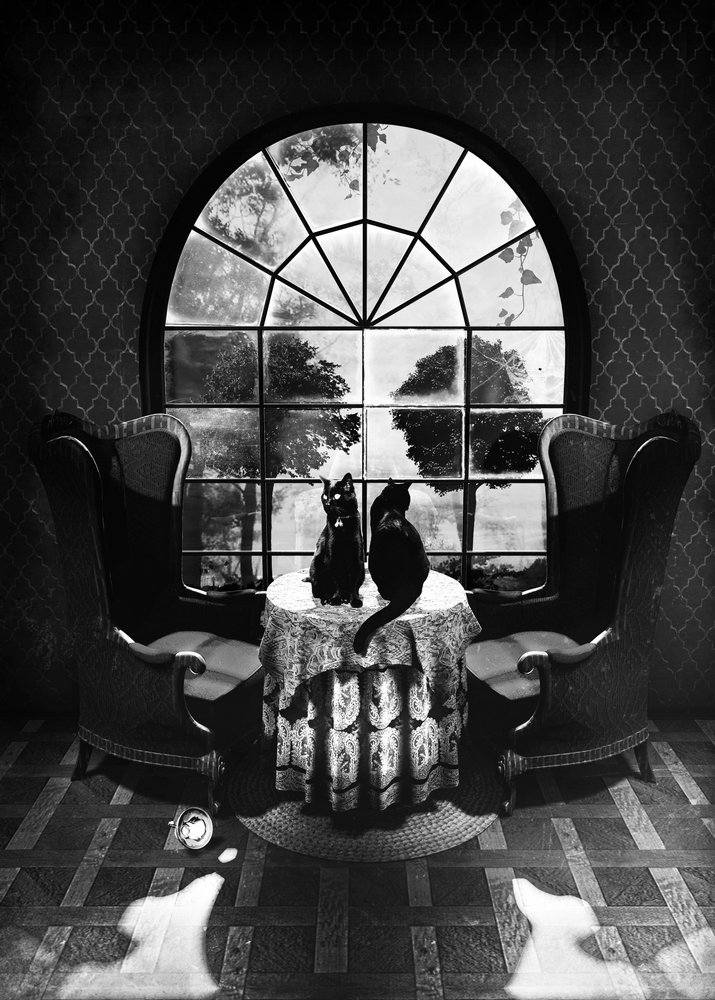 Mystiska svarta katter av Ali Gulec