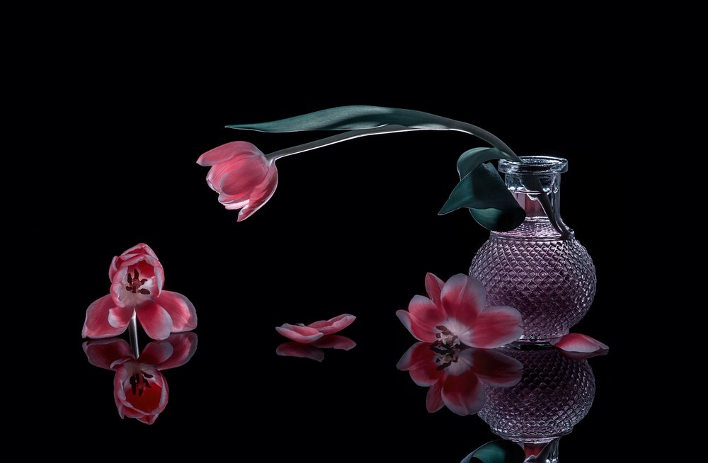 Eleganta rosa tulpaner av Alice Sheng