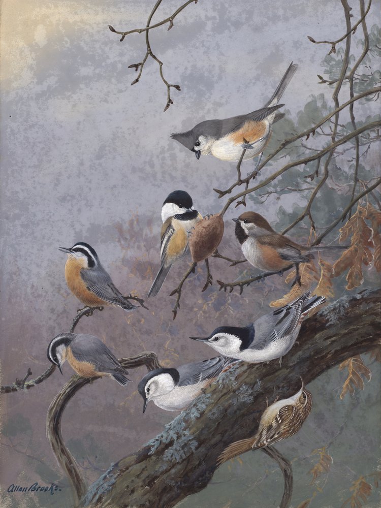 Fågelblandning av Allan Brooks av Allan Brooks