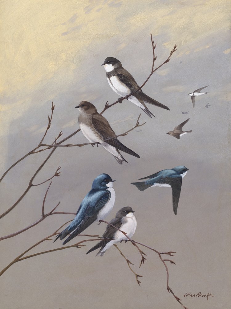 Swallow av Allan Brooks av Allan Brooks