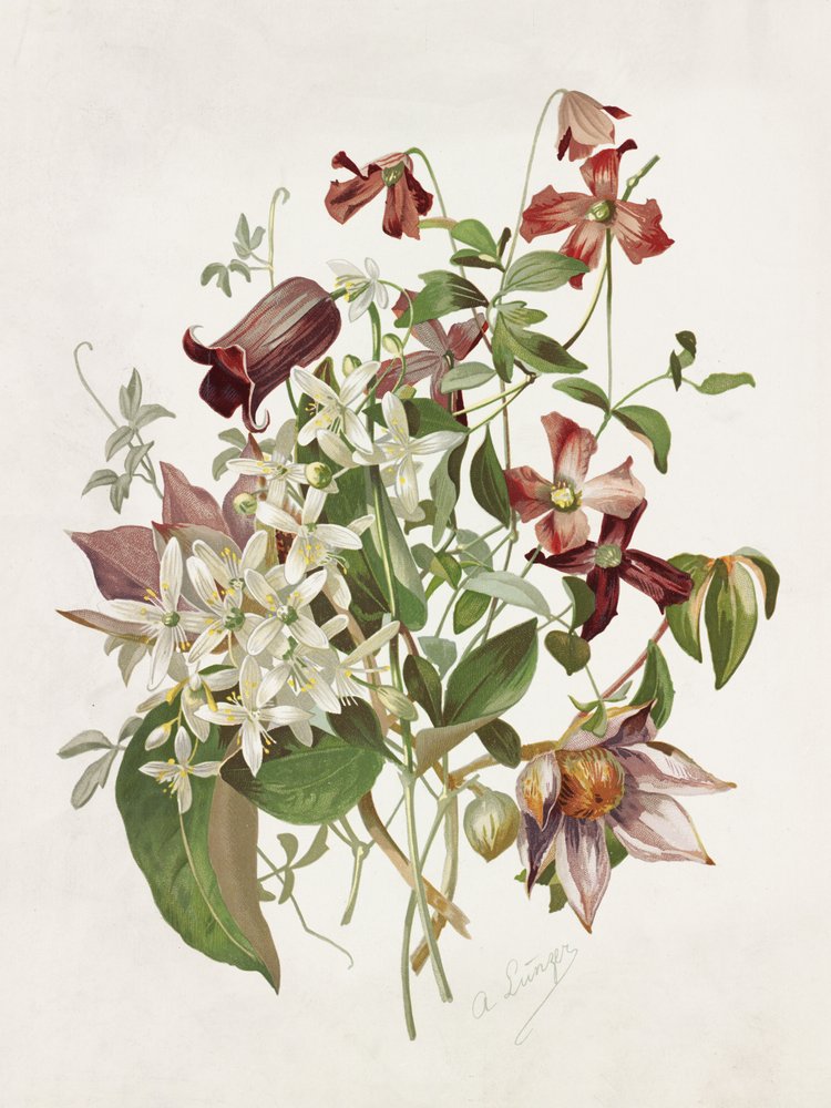 Clematis av Alois Lunzer
