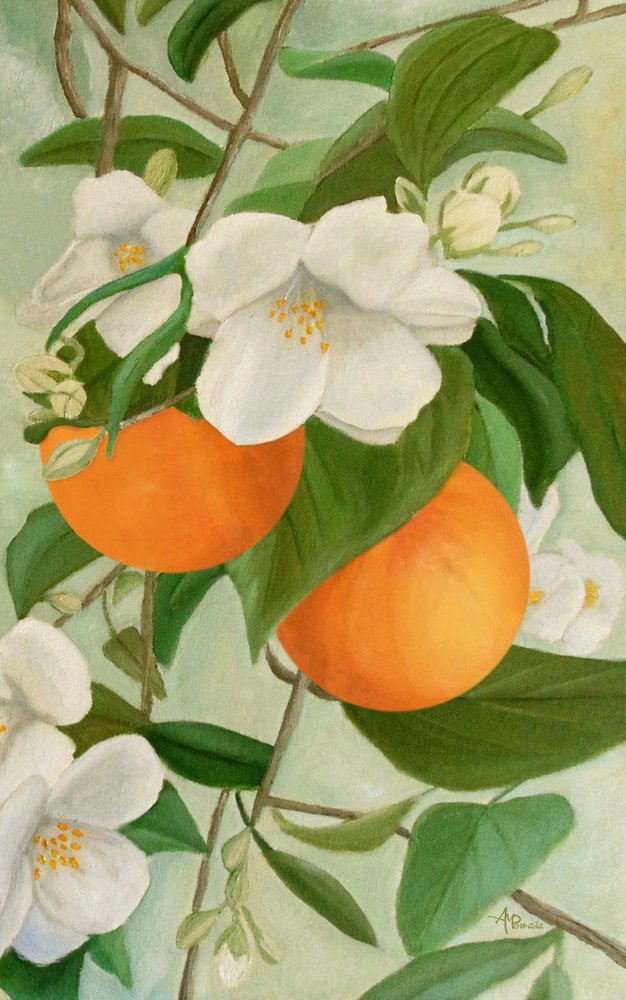 Apelsinblomskvist av Angeles M. Pomata