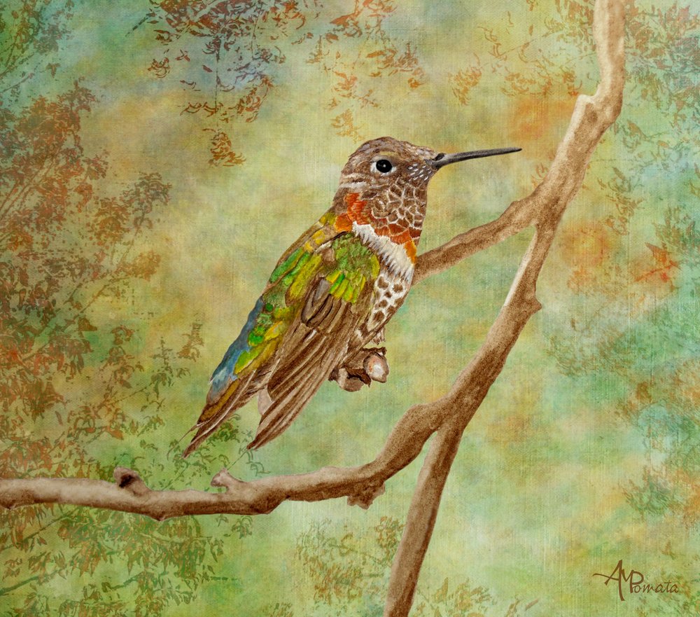 En livfull kolibri som sitter på en gren av Angeles M. Pomata