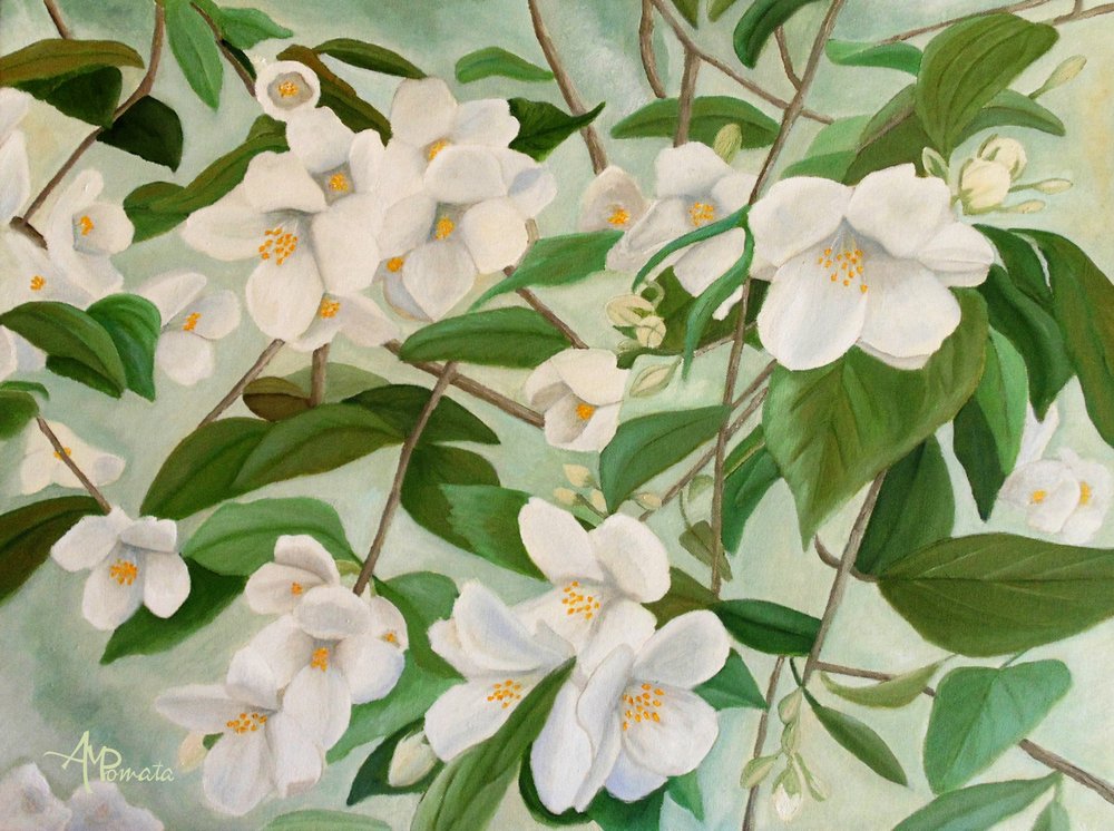 Vit jasmin blommar av Angeles M. Pomata