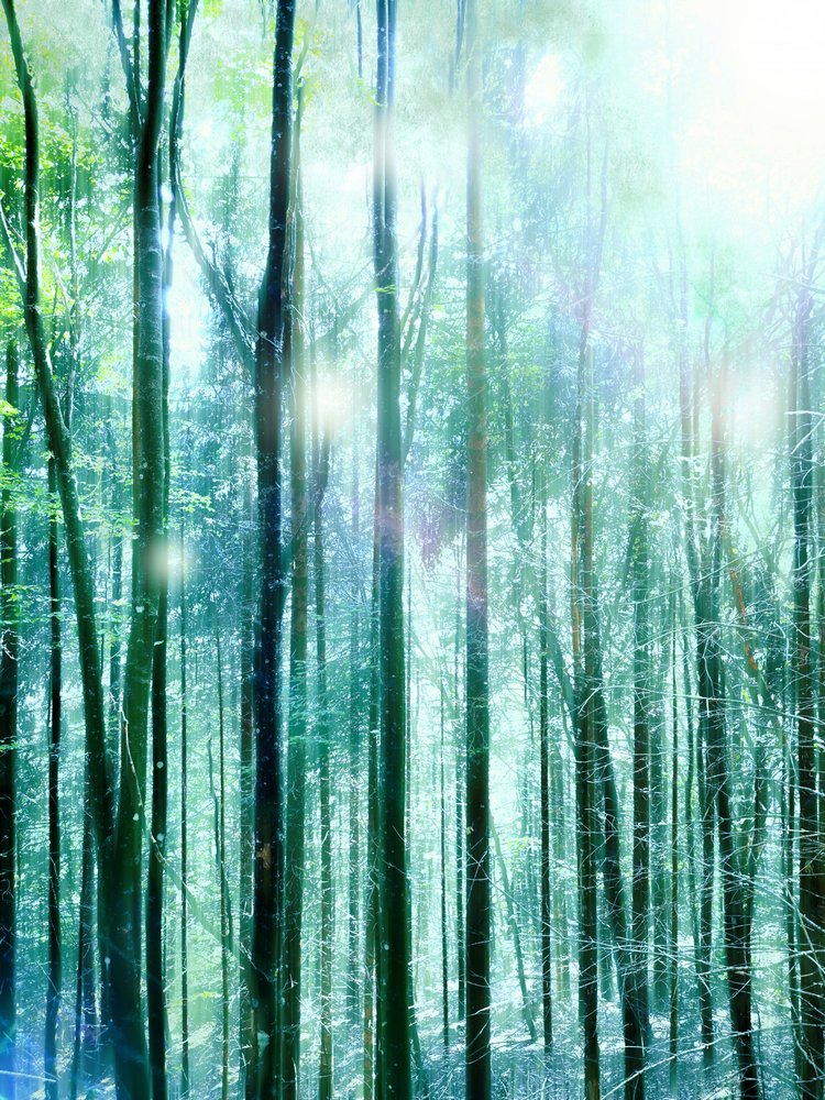 Ljuset i den förtrollade skogen av Angelo Cerantola