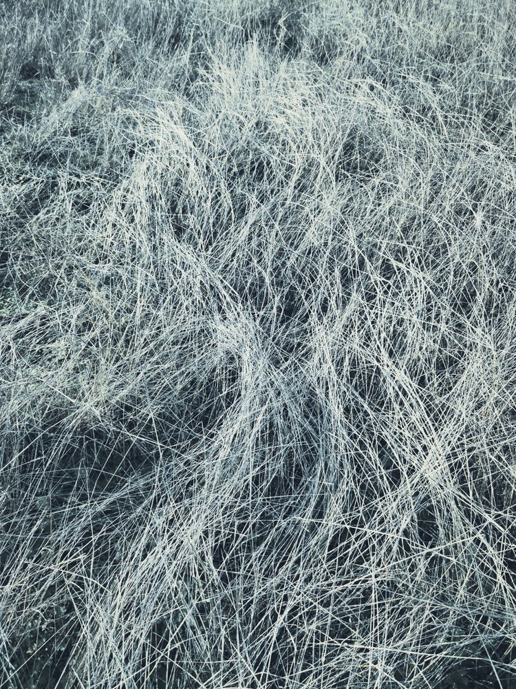 Frostigt vintergräs av Angelo Cerantola