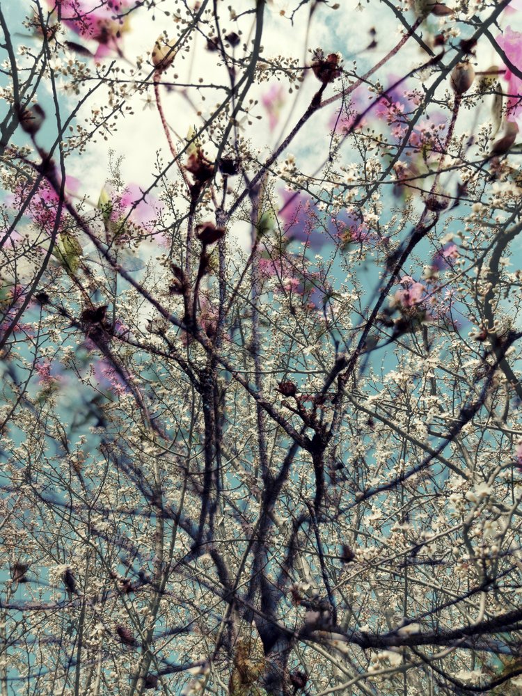 Rosa och vita vårblommor av Angelo Cerantola