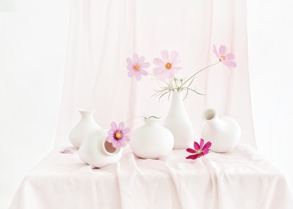 Stilleben med Blush Cosmos av Anna Qu