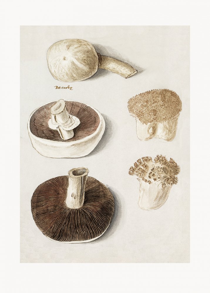 Vanlig ängssvamp, Agaricus campestris, stående av Anselmus Boëtius de Boodt