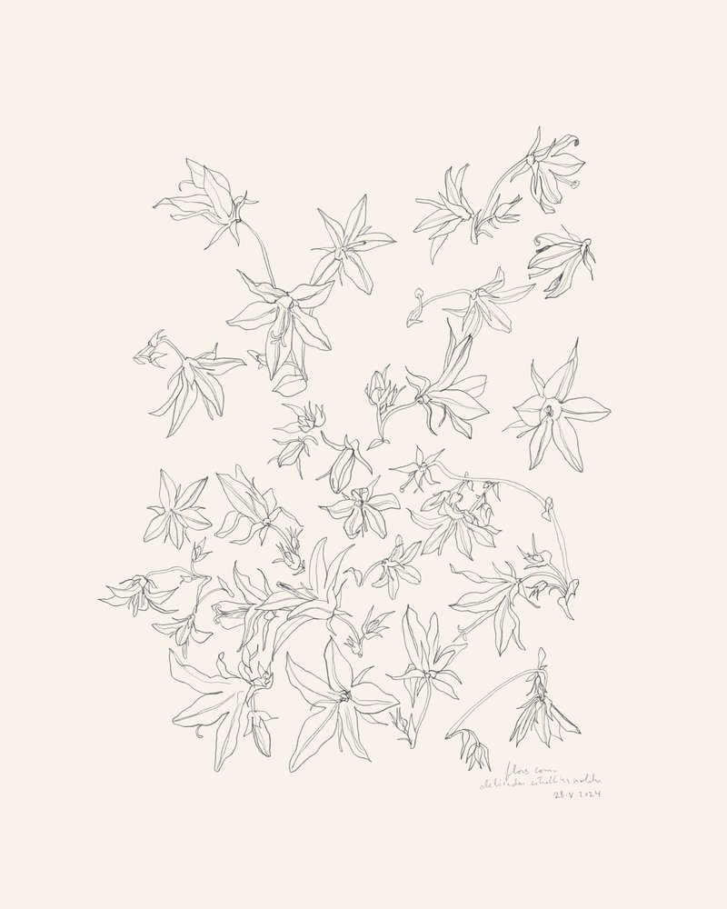 Studie av botaniska blommor av Catalina Somolinos